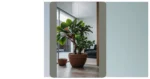 Elevate Your Home: 15 Indoor Plants That Will Transform Your Space