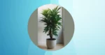 Breathe Easy: 15 Indoor Plants Perfect for Every Home