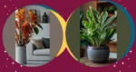 Transform Your Space with These 15 Indoor Plant Ideas for Every Room