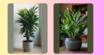 15 Fabulous Indoor Plants for a Cozy and Unique Home