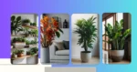 15 Indoor Home Plants to Elevate Your Decor Game
