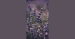 Pastel Paradise: Discover 15 Lavender Wallpapers for Your Digital Devices
