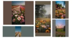 Blooming Memories: 16 Unique Flower Fields Photography Ideas