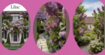 Lilac Love: 18 Garden Landscape Ideas for Every Back and Front Yard