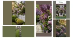 Purple Paradise: Crafting Your Lilac-Inspired Garden Space