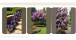 Lilac Dreams: 18 Creative Landscaping Ideas for Your Home