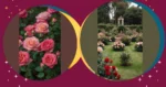 Blooming Ideas for Your Romantic Rose Garden