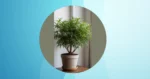 Creatively Decorate with These Large Houseplants!