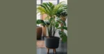 Smart Ways to Decorate with Ferns as Houseplants