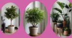 Transform Your Space: 16 Tall Indoor Houseplant Ideas