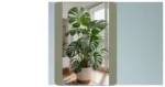 20 Monstera Plant Care Tips That Are as Good as a Tattoo for Your Home Decor