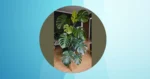 Transform Your Home with These 20 Fun Monstera Plant Care Insights