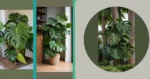 Crafting the Perfect Monstera Care Cheat Sheet for Plant Lovers