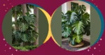 Paint Your Home Green with These Monstera Care Ideas