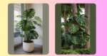 Mastering Monstera Care: The Art of Plant Parenting