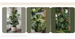 From Brown Thumb to Monstera Maestro: 20 Care Tips to Transform Your Plants and Decor