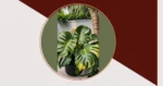 Green All the Way: 20 Creative Monstera Plant Care Tips for Your Artistic Home