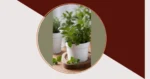The Joy of Indoor Herb Gardening: Elevate Your Cooking with 21 Fun Ideas