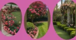 20 Beautiful Rose Garden Landscape Ideas for Your Front Yard