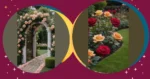 Transforming Front Yards: 20 Rose Garden Ideas You’ll Love